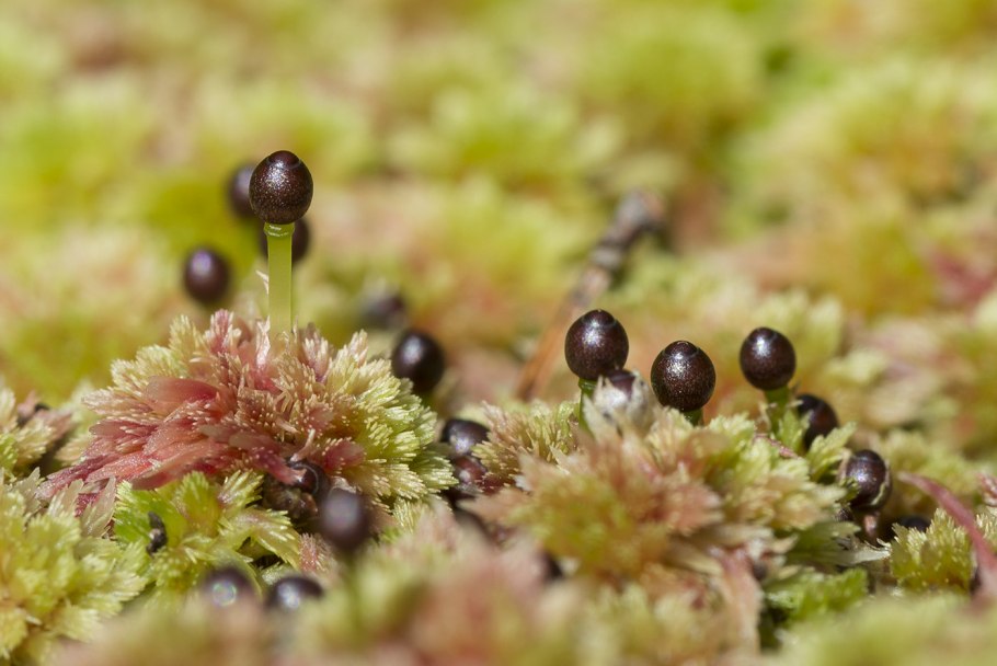 Sphagnum capillifolium