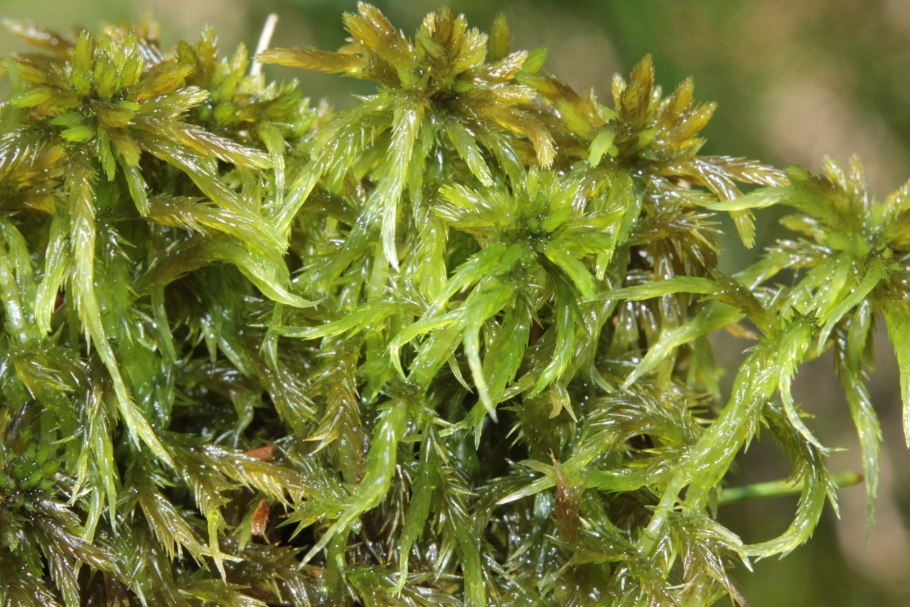 Болотный мох сфагнум