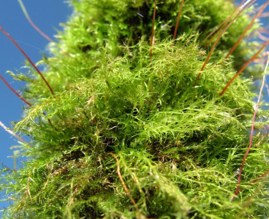 Сфагнум cuspidatum