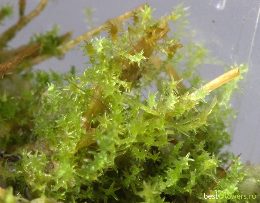 Листостебельные мхи