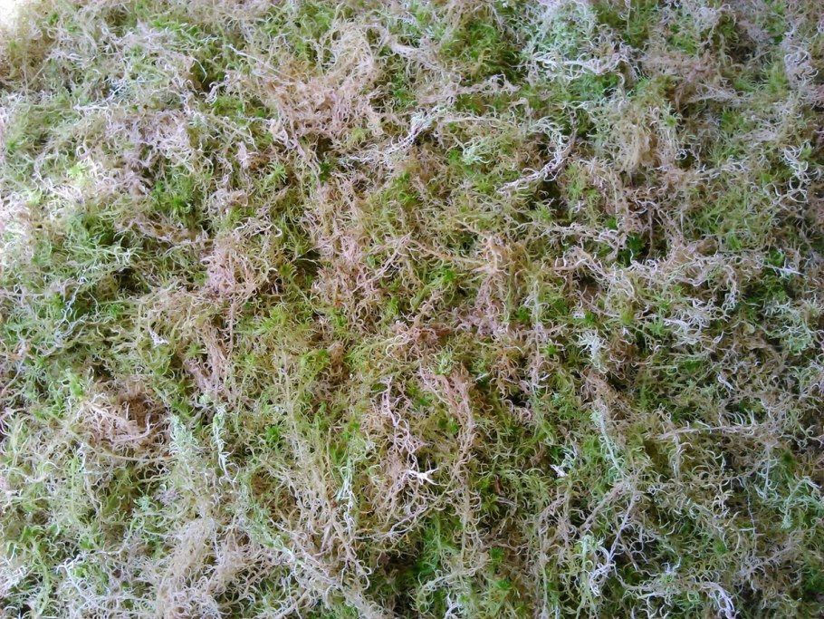 Мох сфагнум