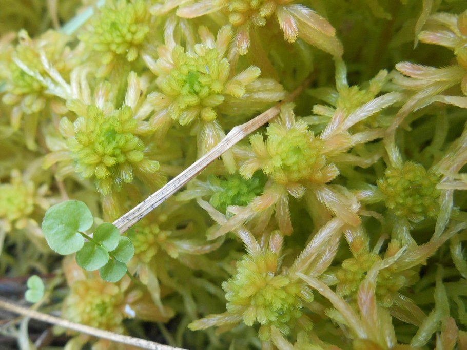 Сфагнум волосистый (Sphagnum capillifolium)
