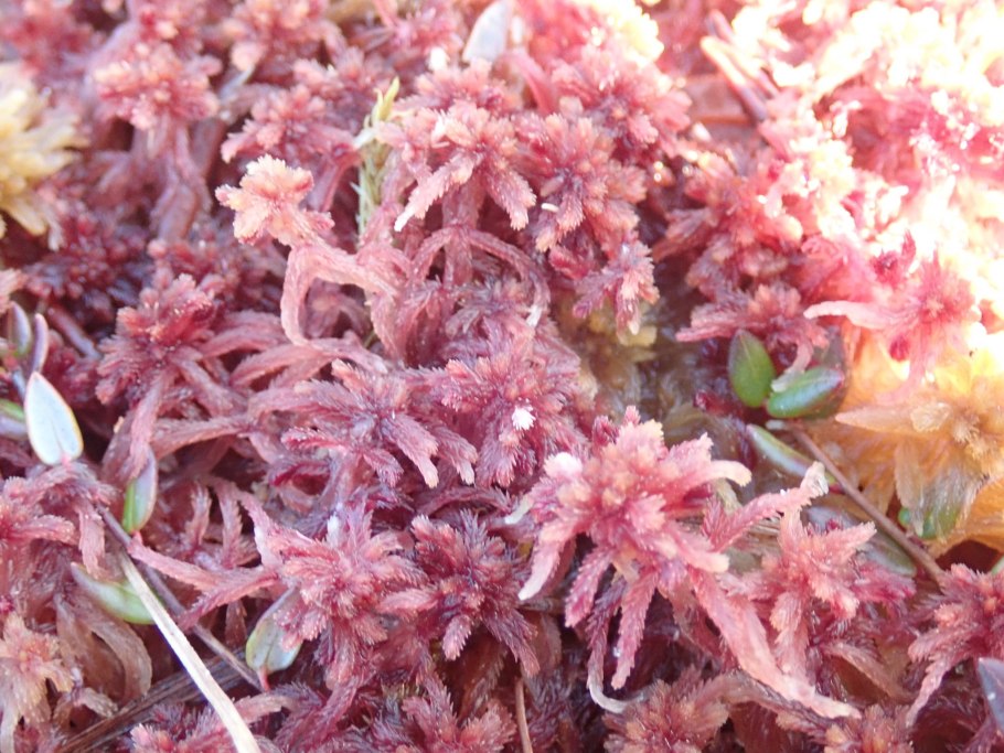 Sphagnum rubellum