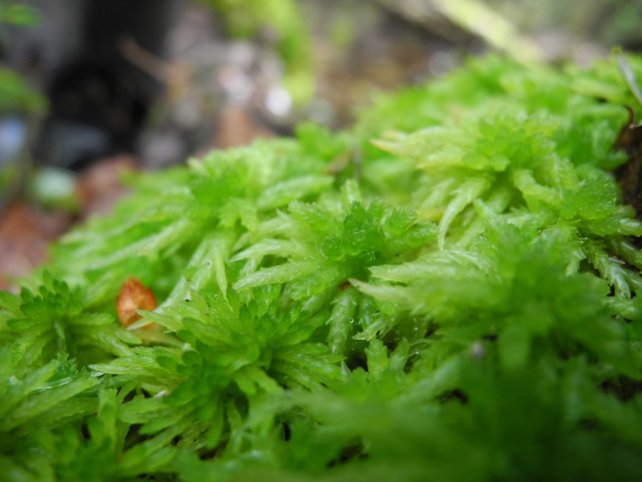 Сфагнум Балтийский