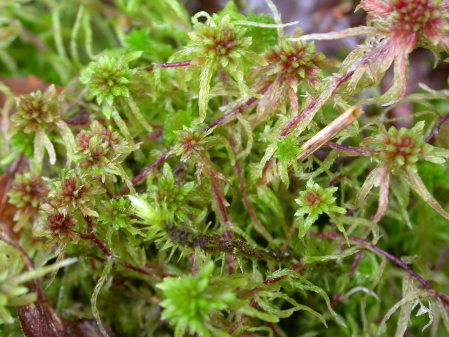 Sphagnum capillifolium