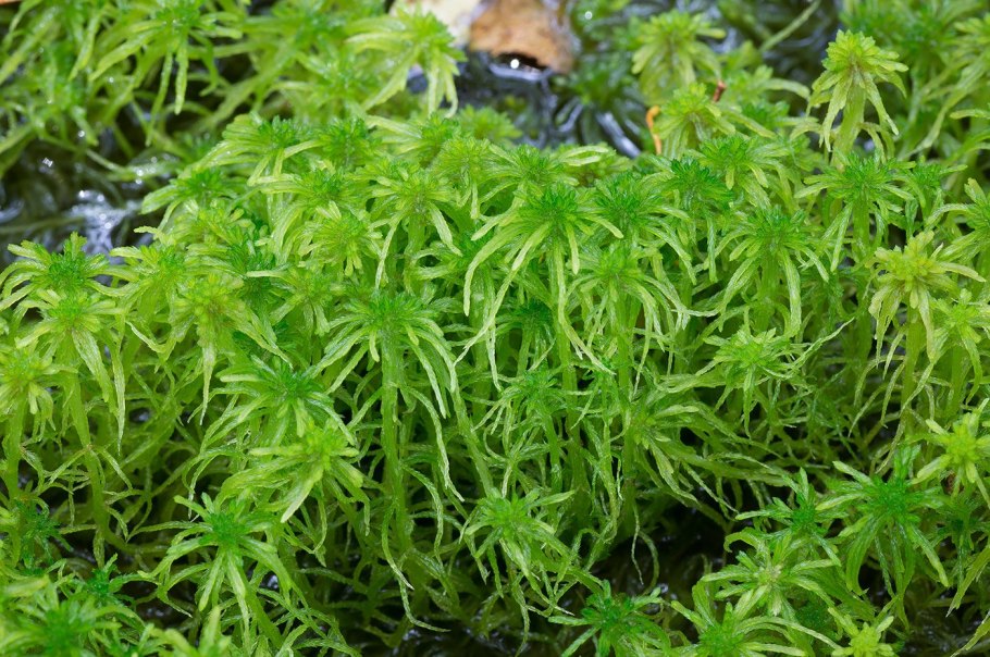 Сфагнум cuspidatum