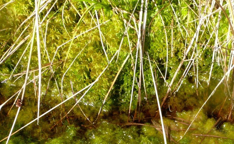 Сфагнум болотный