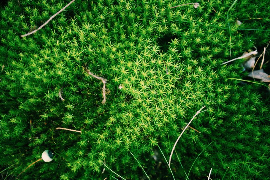 Лесной мох сфагнум