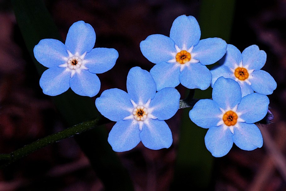 Незабудка Чекановского Myosotis czekanowskii
