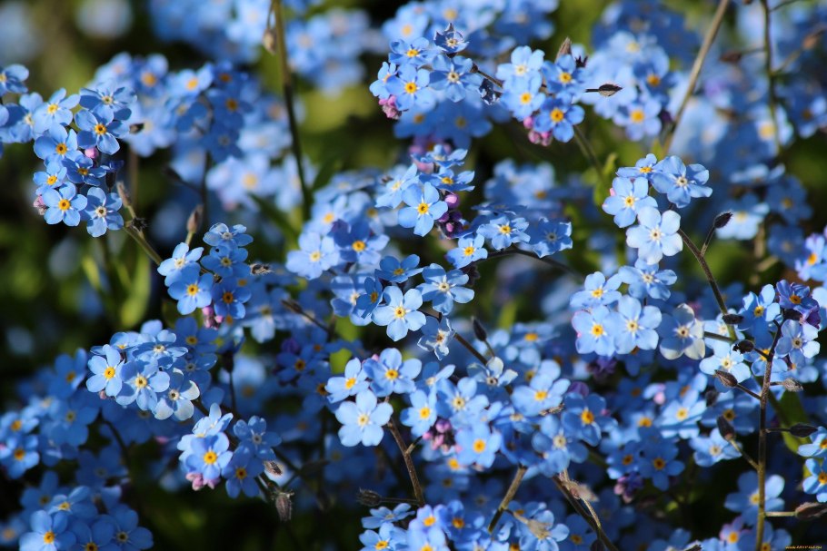 Незабудка мелкоцветковая