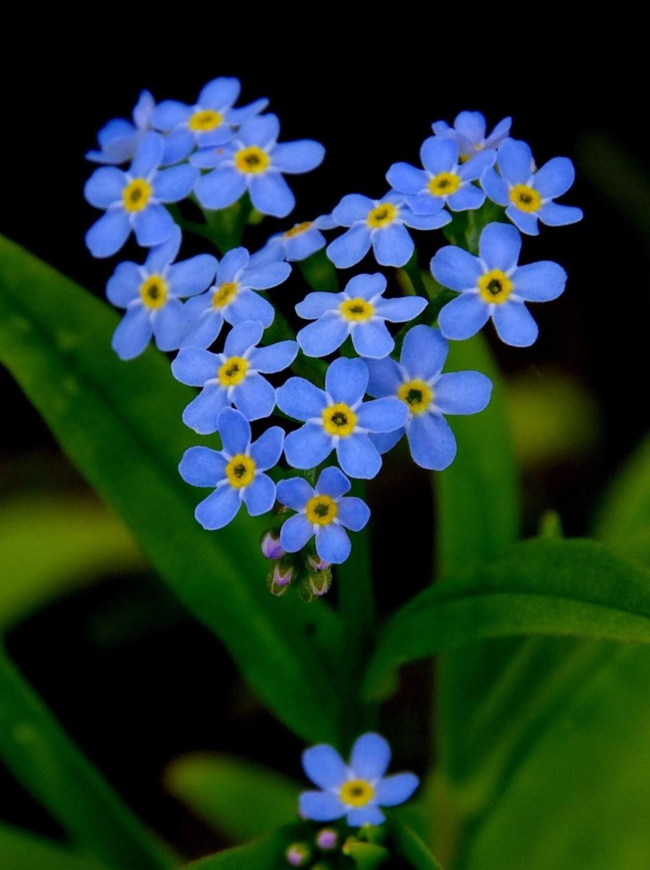 Незабудка Myosotis Myomark