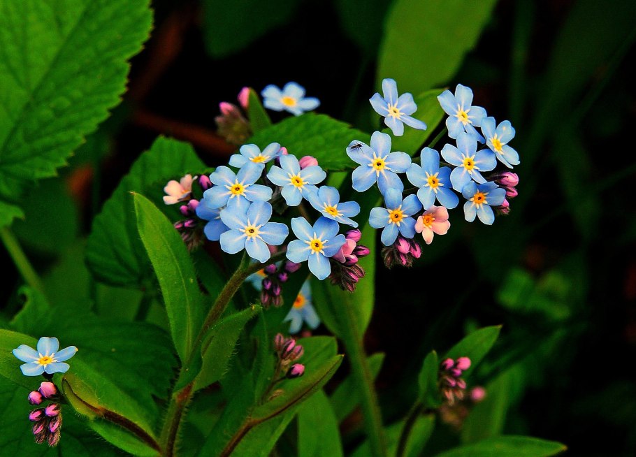 Незабудка Чекановского Myosotis czekanowskii