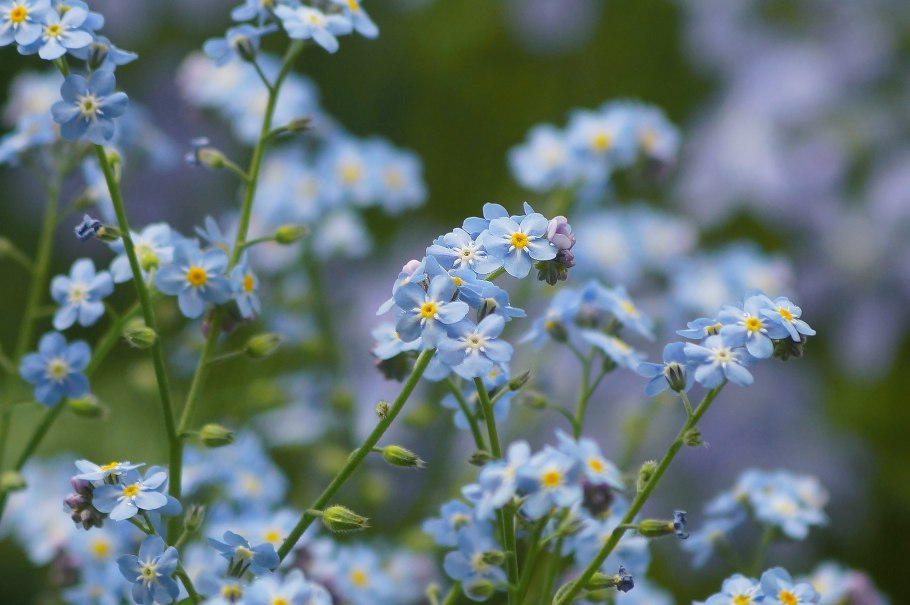 Незабудка соцветие