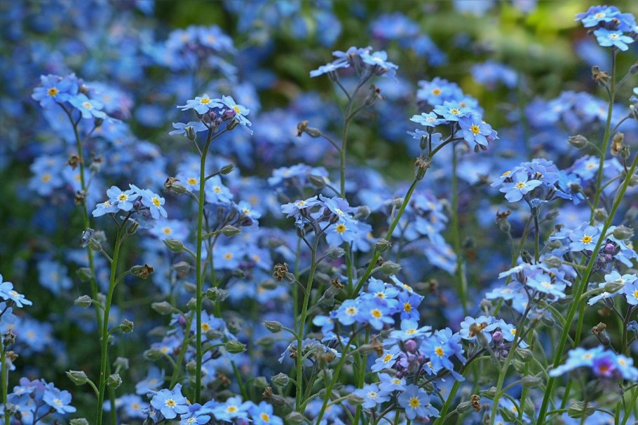 Незабудка Полевая (Myosotis arvensis)