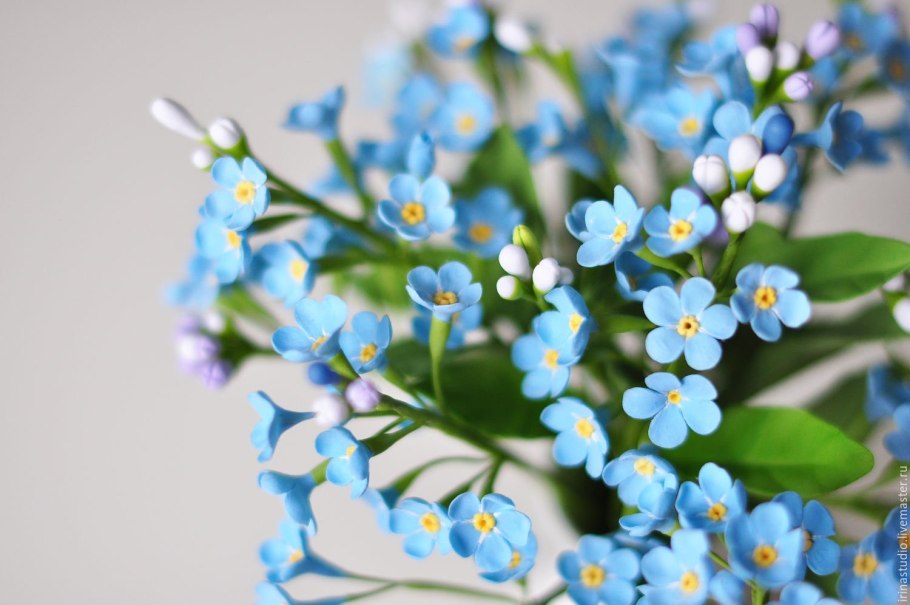 Незабудка срезка