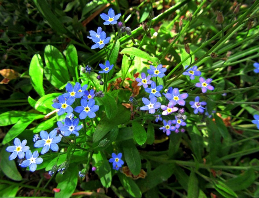 Незабудка Альпийская Лесная Полянка