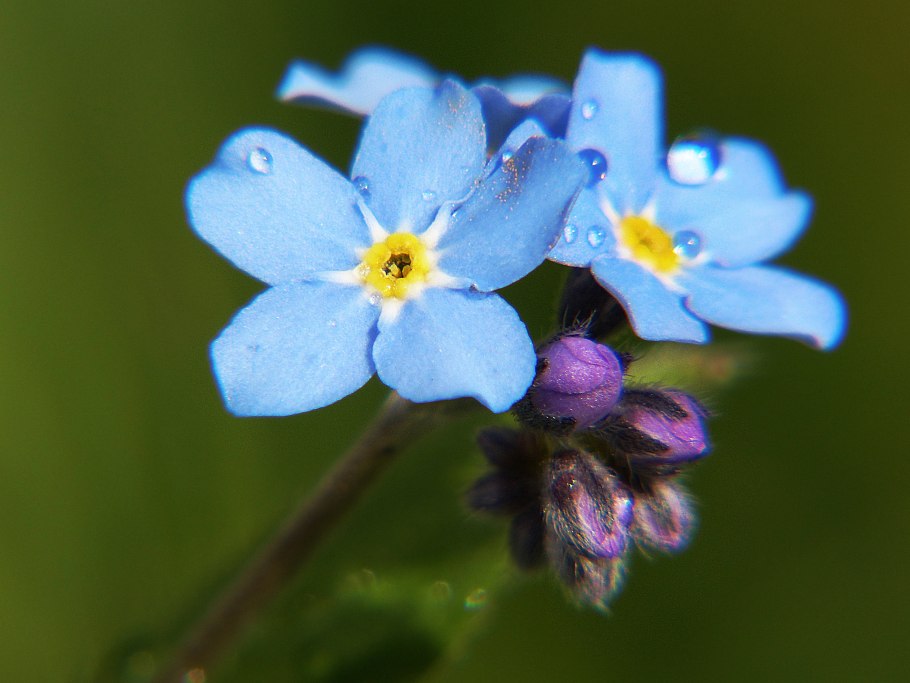 Цветок Myosotis
