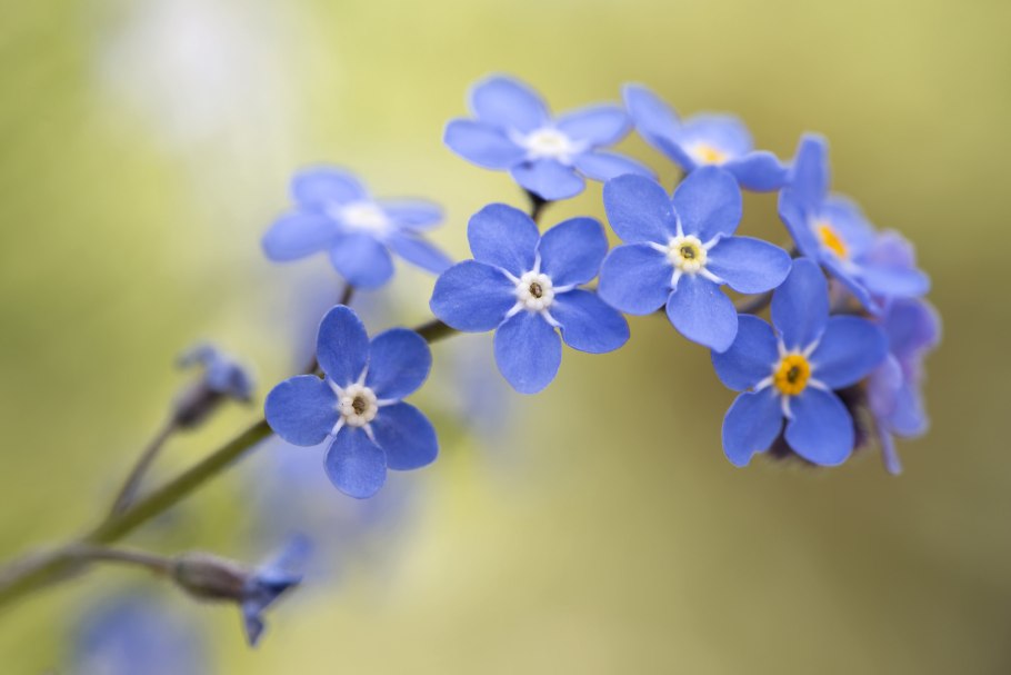 Незабудка соцветие