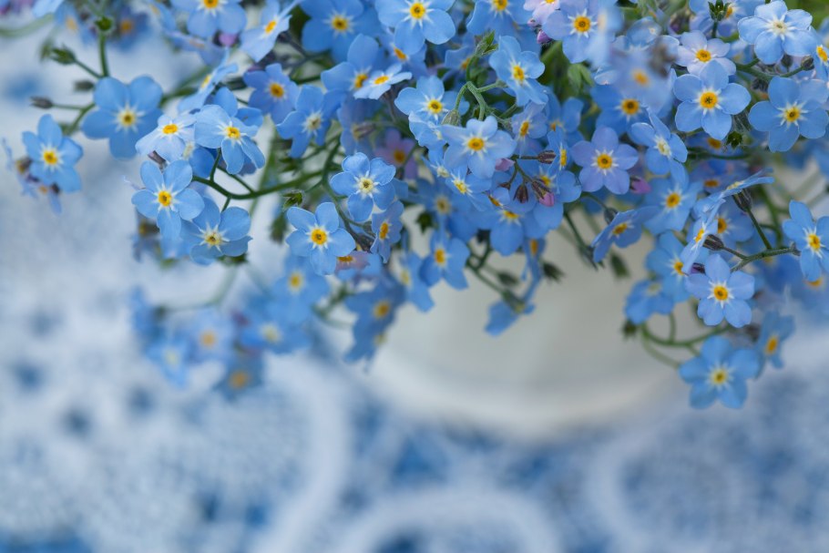 Весенние цветы незабудки