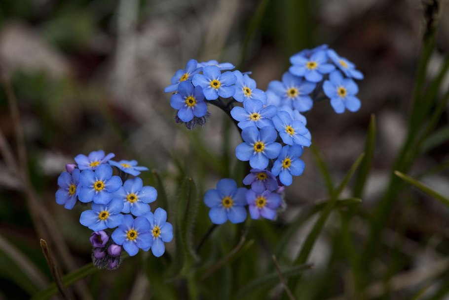 Цветок Myosotis alpestris,