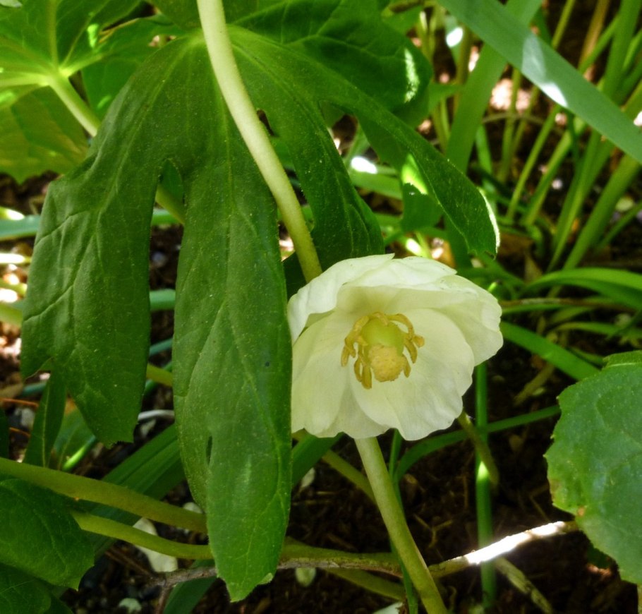 Эврибия Сибирская Астровые