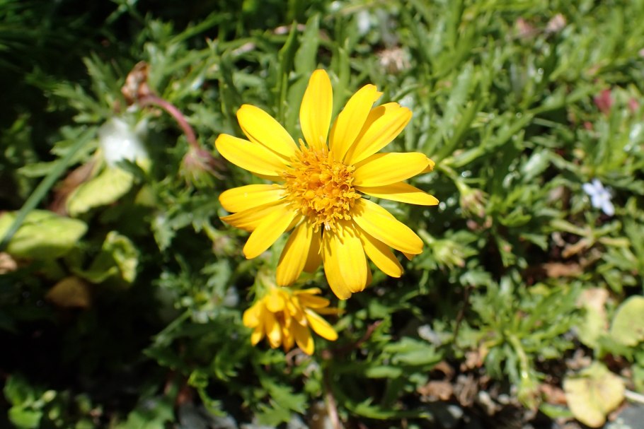 Haplopappus gracilis