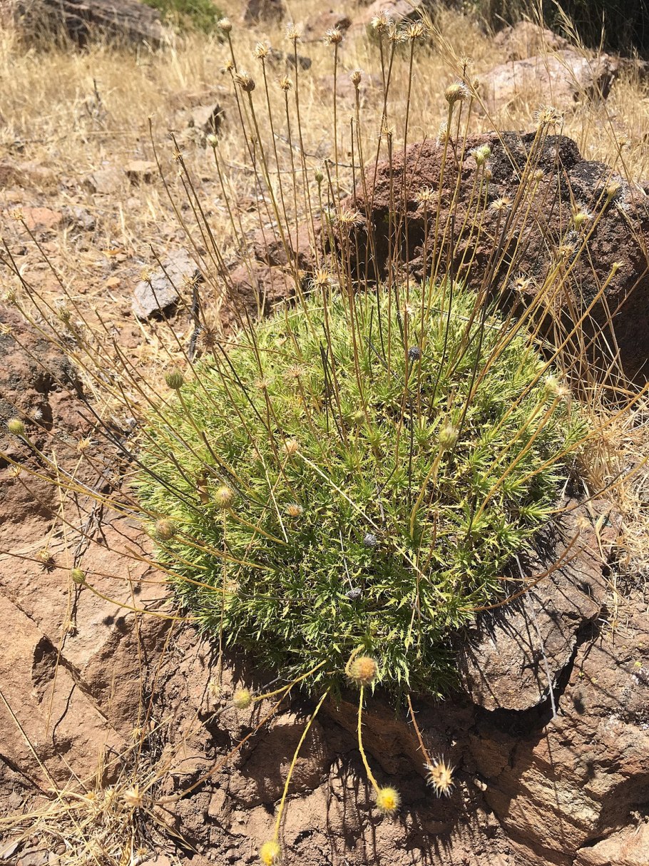 Haplopappus acradenius