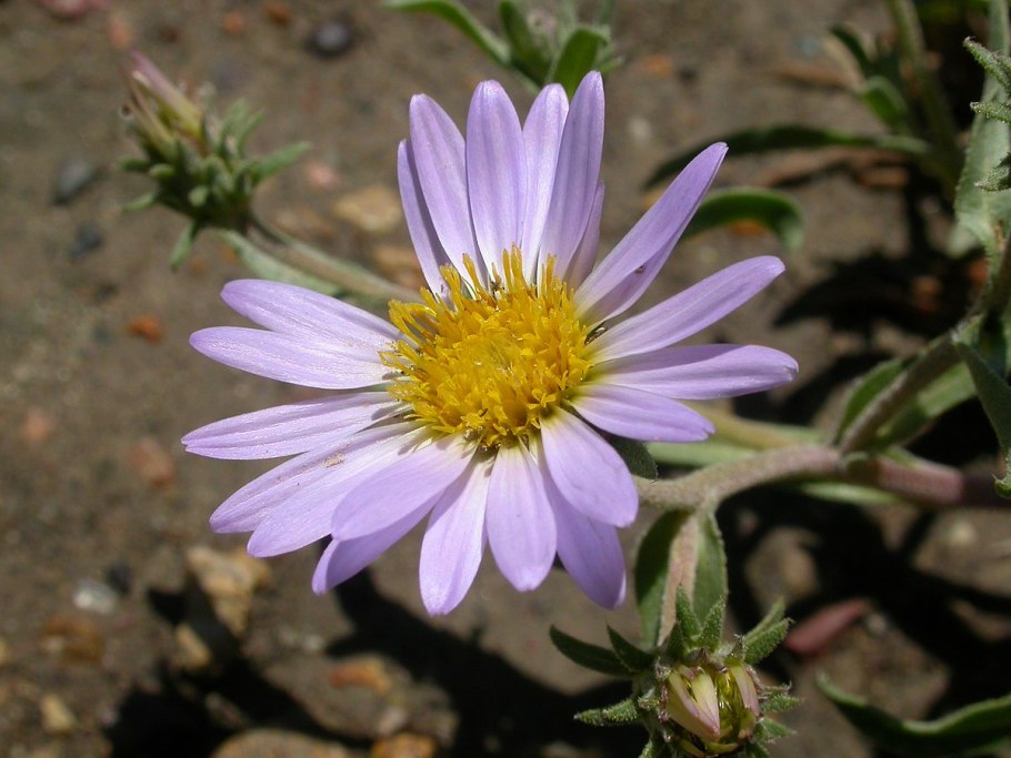 Ericameria nauseosa