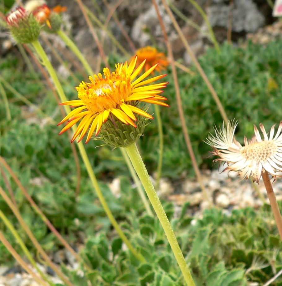 Гаплопаппус изящный