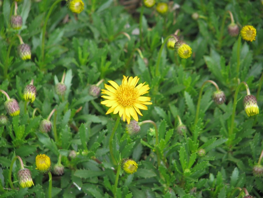 Haplopappus gracilis