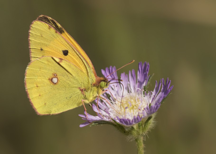 Haplopappus gracilis
