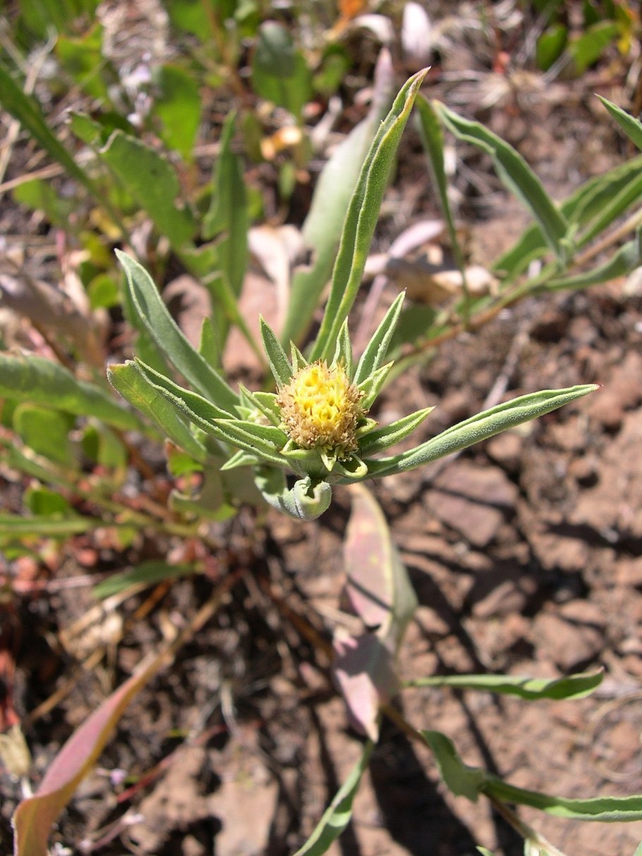 Haplopappus gracilis
