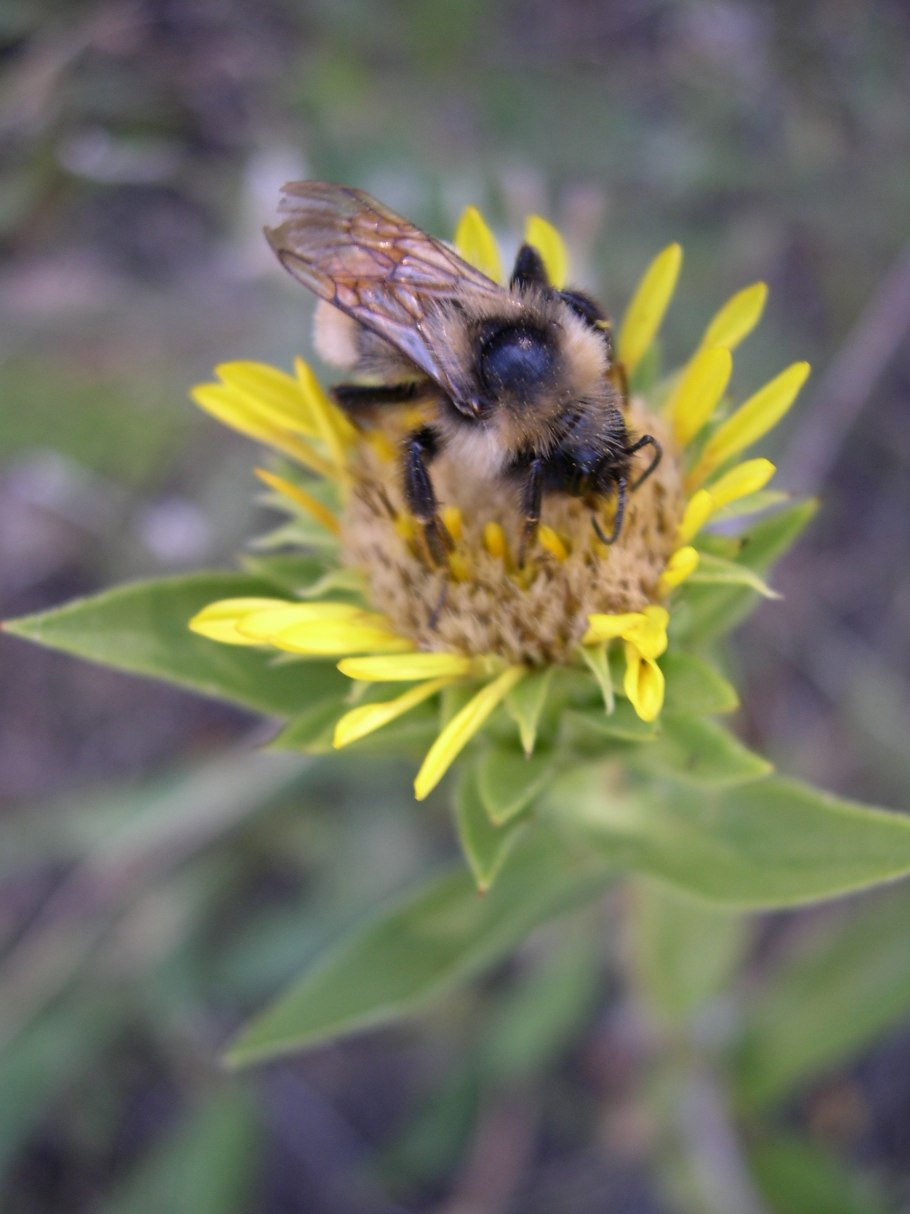 Подофилл щитовидный