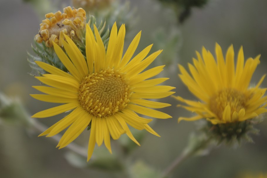 Бигуди BABYLISS Pro babts6gse