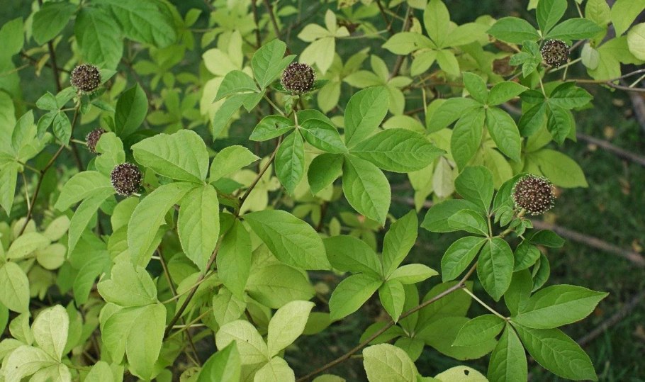 Элеутерококк колючий (Eleutherococcus senticosus)