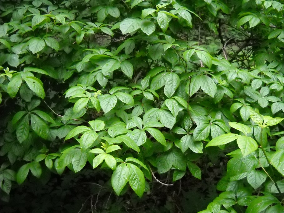 Acanthopanax sessiliflorus