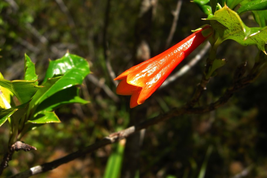 Дефонтения вечнозеленая