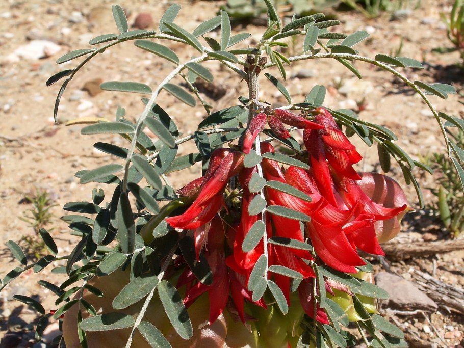 Молочайные (Euphorbiaceae)