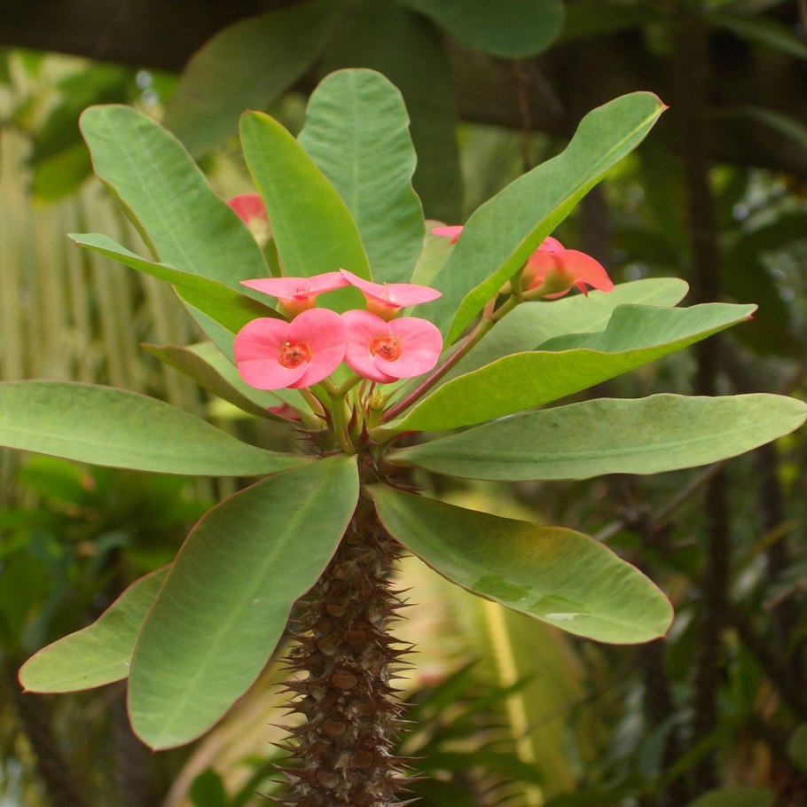 Манжишта rubia cordifolia