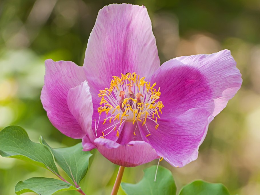 Пион ДАУРИКА