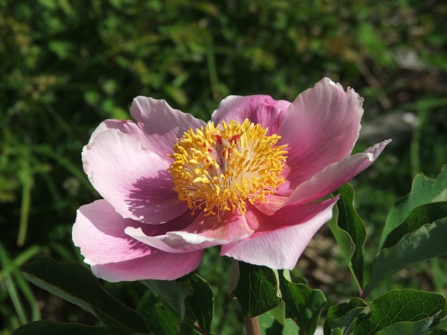 Пион тонколистный в Крыму