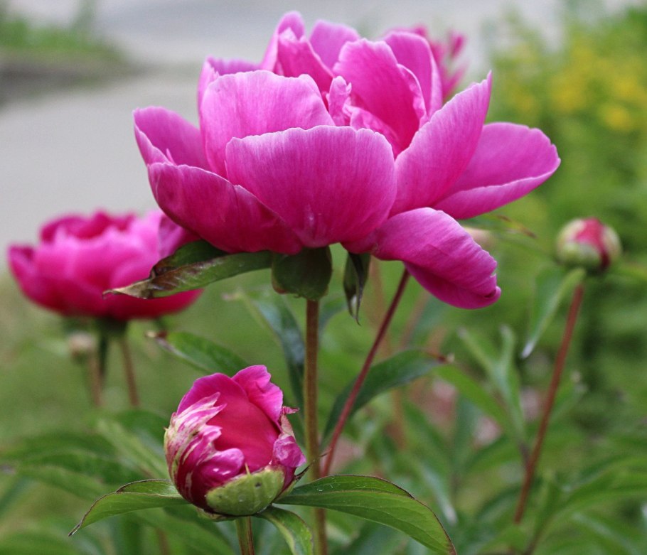 Дикие пионы в Крыму