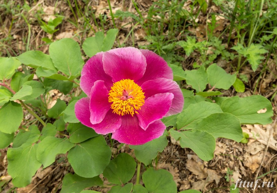 Пион триждытройчатый