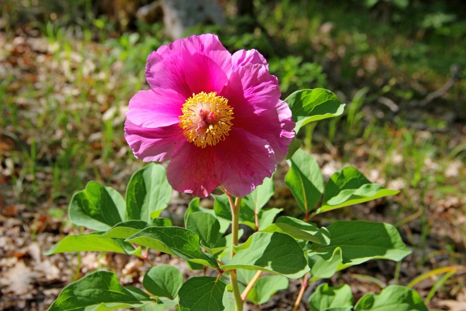 Пион Крымский ДАУРИКА