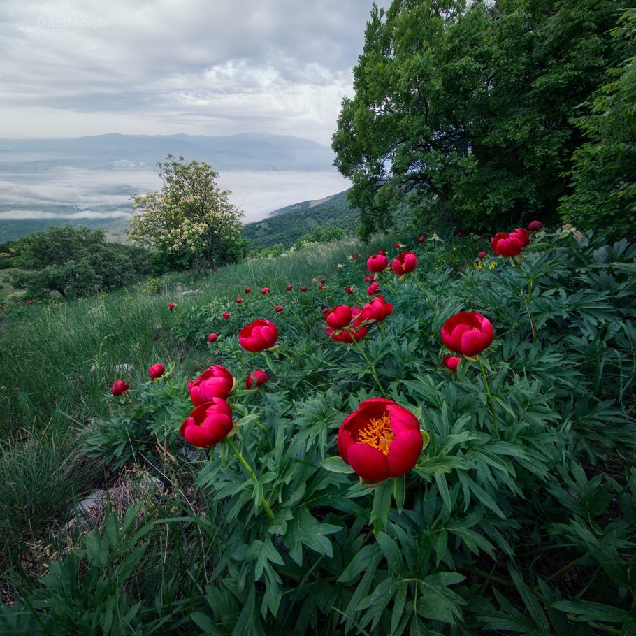 Долгоруковской яйле пионы