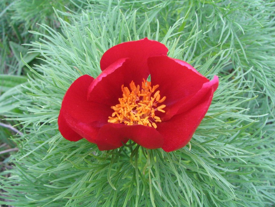 Приморский пион