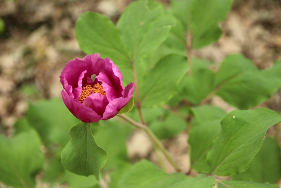 Пион триждытройчатый