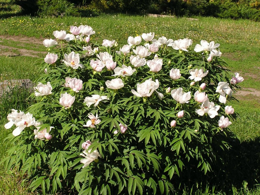 Пион Крымский ДАУРИКА