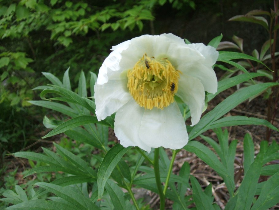 Пион Крымский ДАУРИКА