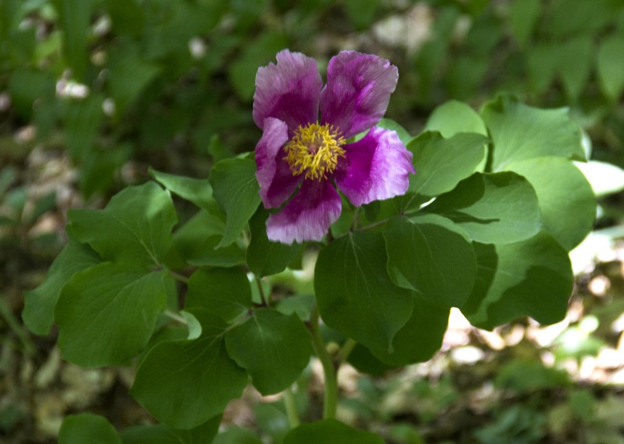 Пион тонколистный в Крыму